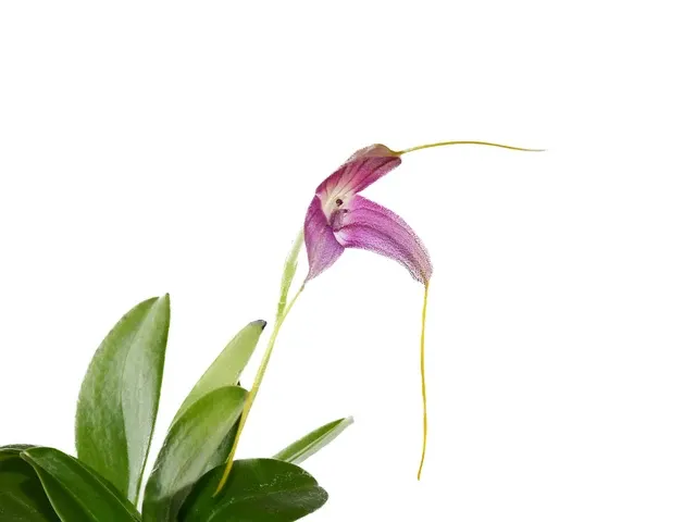 Masdevallia caudata 'Gigi' (Masdevallia)