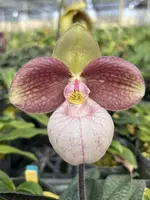 Paphiopedilum MICRAN MAGIC (Shun-Fa Golden x micranthum)