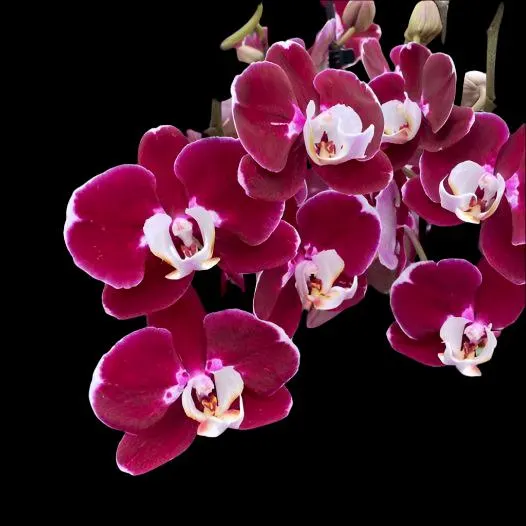 Phalaenopsis Hot Chilli