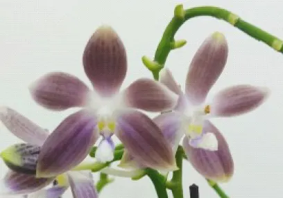Phalaenopsis tetraspis 'S721' (Phalaenopsis)