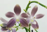Phal. tetraspis coerulea 'S721' (MC) (PS721) (Polychilos - Zebrinae - tetraspis )