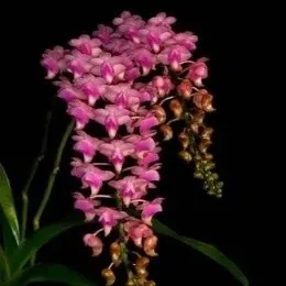 Aerides quinquevulnera var calayana (Aerides)