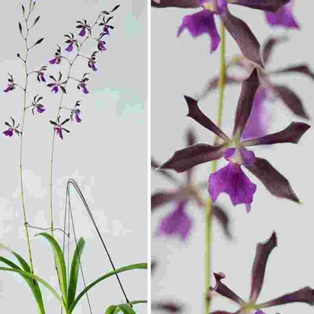 Encyclia Stardust (Encyclia)