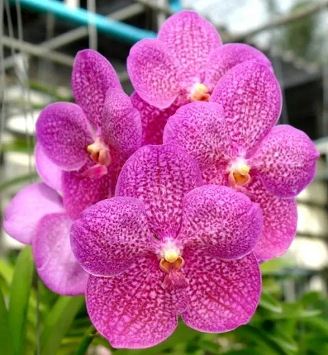Vanda Pachara Rosa Diamond