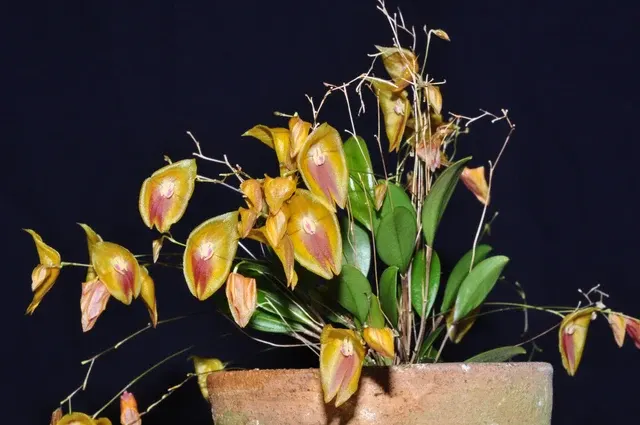 Lepanthes escobariana