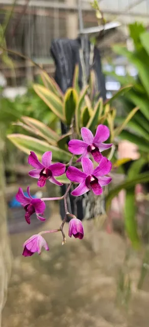 Dendrobium bigibbum 'variegata' (Dendrobium)