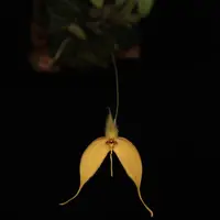Bulbophyllum championii