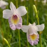 Dendrobium Orchid Arundina Graminifolia Rare Exotic Plant