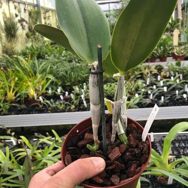 Cattleya walkeriana ''alba' "Krull Smith"'