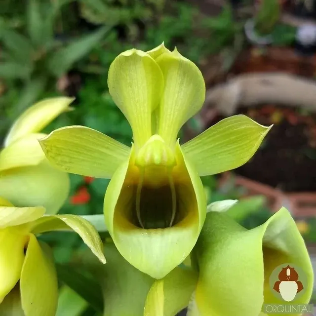 Catasetum wendlingeri 'Jumbo'