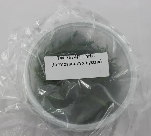 Thrixspermum formosanum x hystrix (Thrixspermum)