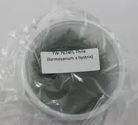 FLASK Thrix. (formosanum x hystrix)