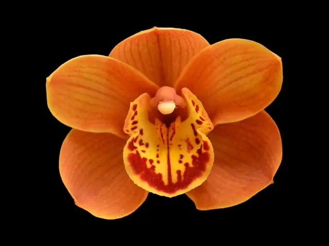 Cymbidium Foxfire Amber 'Dural' (Cymbidium)