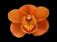 Cymbidium Foxfire Amber 'Dural' (medium)