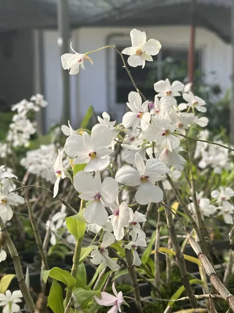 Dendrobium fytchianum