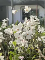 Dendrobium fytchianum White