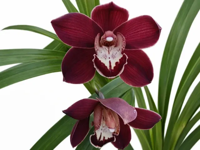 Cymbidium Black Pepper Ec (Cymbidium)