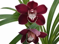 Cymbidium Black Pepper Ec (medium)