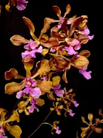 Encyclia hanburyi