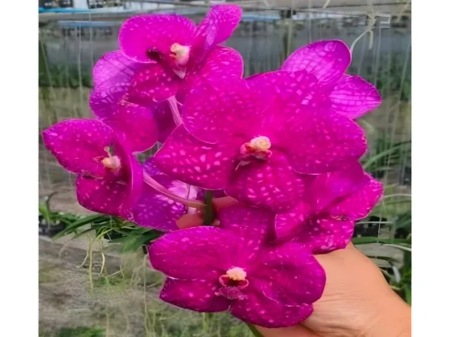 Vanda Somsri Pink x Siriporn Pink (Vanda)