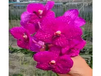 Vanda (Somsri Pink x Siriporn Pink)
