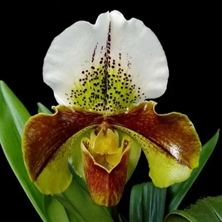 Paphiopedilum Great Pacific -SS 'Wide Horizon' (Paphiopedilum)