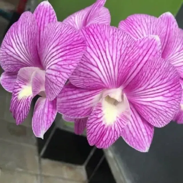 Dendrobium Burana Stripe (Dendrobium)