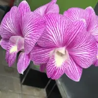 Dendrobium Burana Stripe