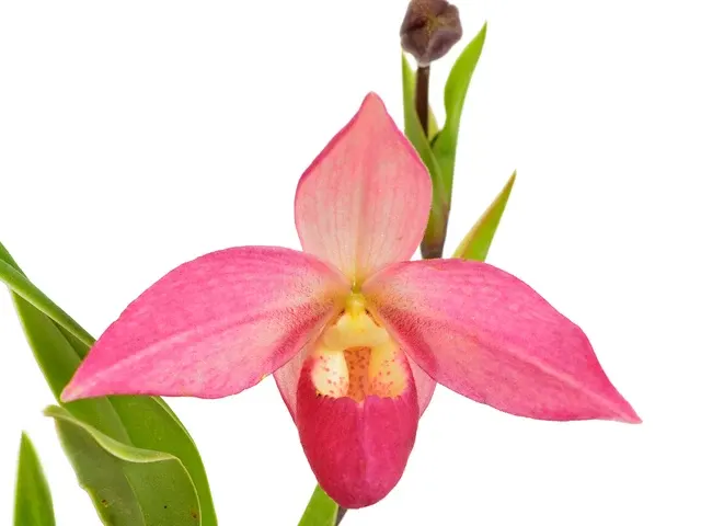 Phragmipedium Elizabeth March (Phragmipedium)