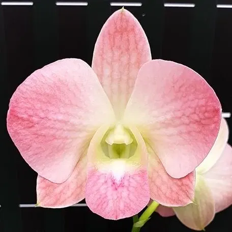 Dendrobium Burana Peach (Dendrobium)
