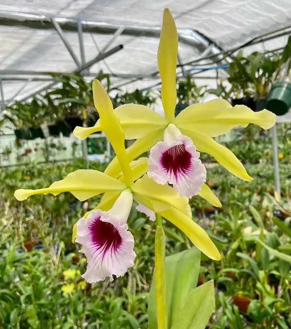 Cattleya tenebrosa aurea