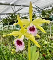 Cattleya Tenebrosa Aurea ‘Walton’s Grande’