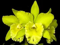 Rhyncholaeliocattleya Prada Green Deluxe