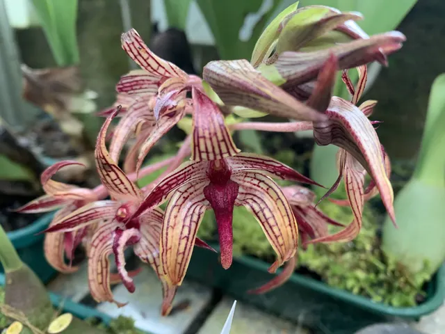 Bulbophyllum Bechinolina ‘Elite’s 1st’ (Bulbophyllum)