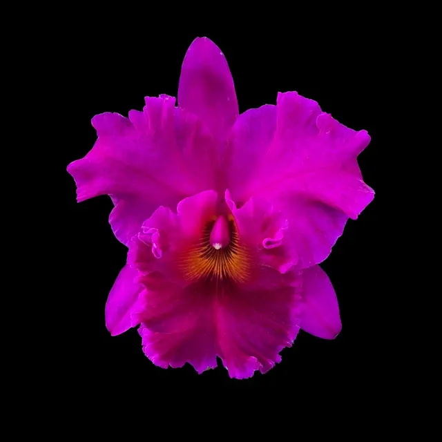 Cattleya Alliance: Blc. Cornerstone