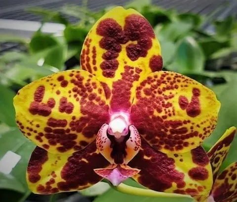 Phalaenopsis GW Green World