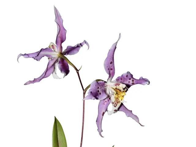 Oncidium Marielena Moscoso (Oncidium)