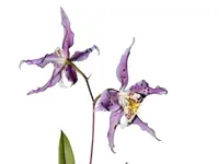 Oncidium Marielena Moscoso