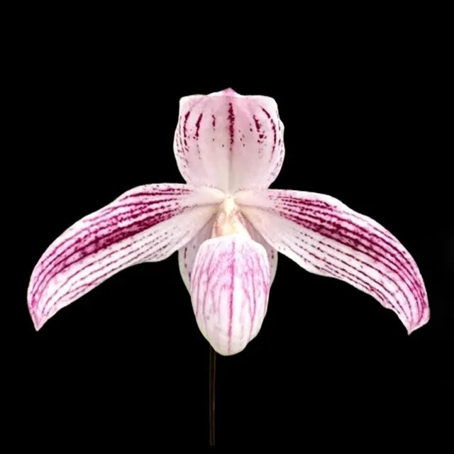 Paphiopedilum Luk Luk (Paphiopedilum)