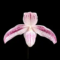 [Bare-root] Paph. Luk Luk (niveum × stonei) 拉克拉克 [2.8“ BS][July in stock]