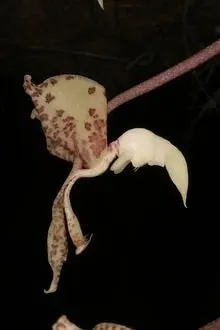 Gongora scaphephorus (Gongora)