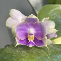YL-270 Phalaenopsis Lyndon Coral Jade 'YL270'