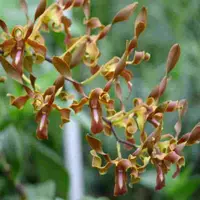 Dendrobium Rambo
