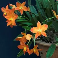C. Pole-Star 'April Jewel' x C. Lindy-Lou