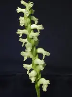 Spiranthes-cernua (odorata) — Other Plants