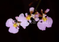 Tolumnia sylvestris