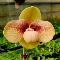 Paph. hangianum 'Alian Ho Red Rose'-SM / TOGA
