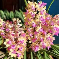 Aerides mitrata 'Yellow' × sib mounted Fragrant