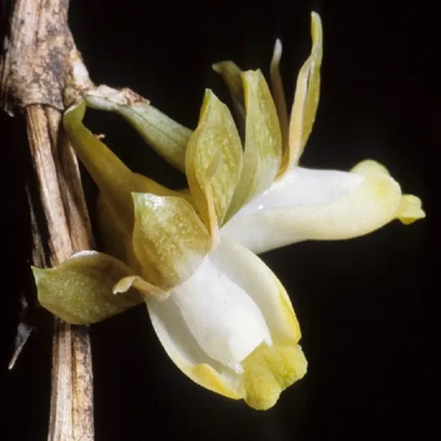 Dendrobium pachyglossum sp (Dendrobium)
