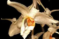 Compot: Stanhopea florida